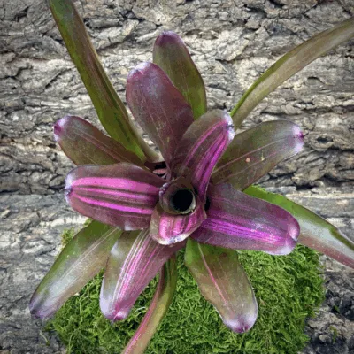 Neoregelia Bromeliad (1328 x Cone) x Fireball Top View