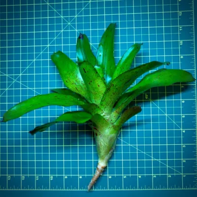 Neoregelia Bromeliad Angle Face Size