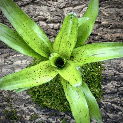 Neoregelia Bromeliad Angel Face Top View