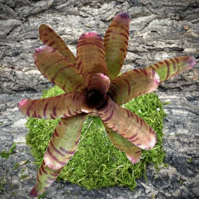 Neoregelia Bromeliad Bam! Top View