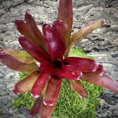 Neoregelia Bromeliad Brian Weber x Riens Pride Top View