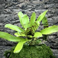 Neoregelia Bromeliad Brother Buzz