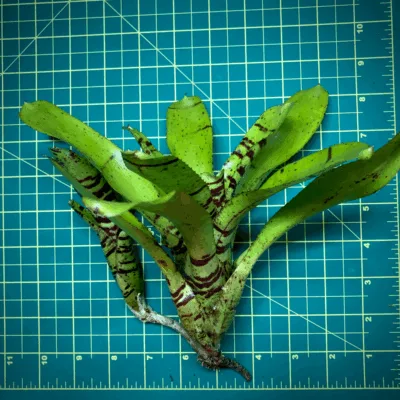 Neoregelia Bromeliad Brother Buzz Size