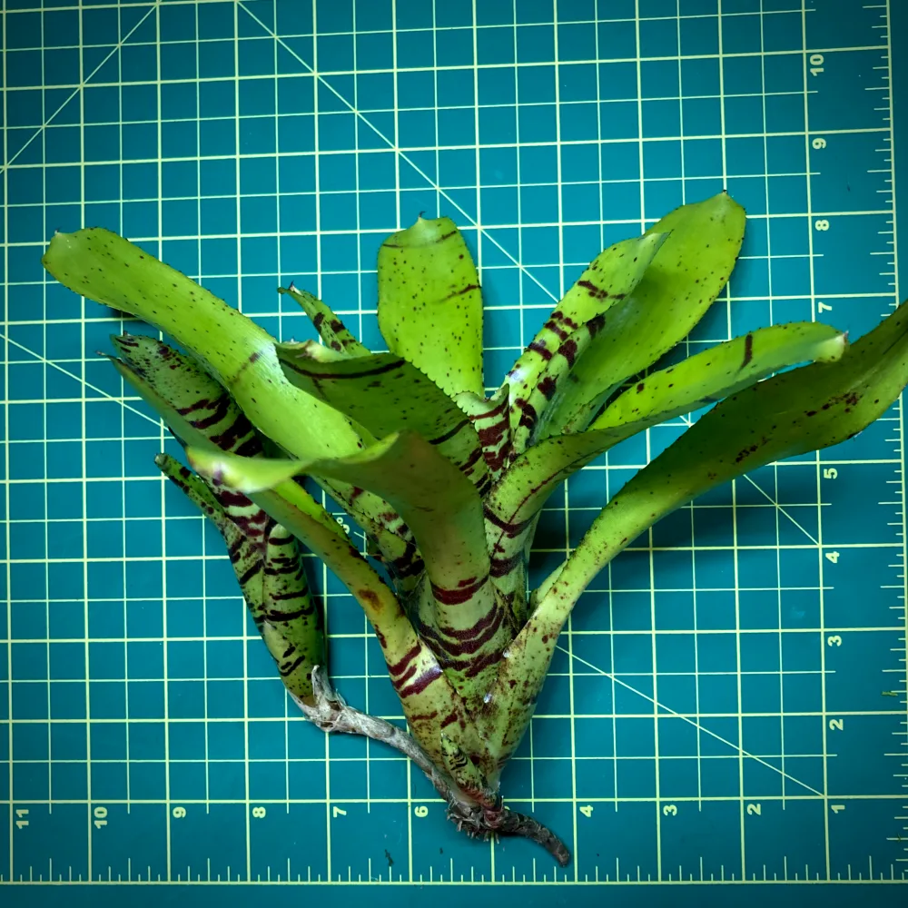 Neoregelia Bromeliad Brother Buzz Size