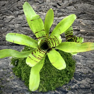 Neoregelia Bromeliad Brother Buzz Top View