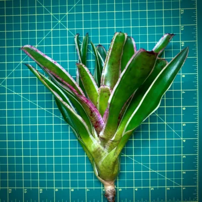 Neoregelia Bromeliad Candy Crush Size