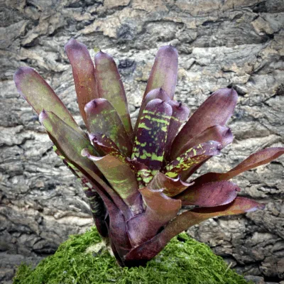 Neoregelia Bromeliad CheckerBoard