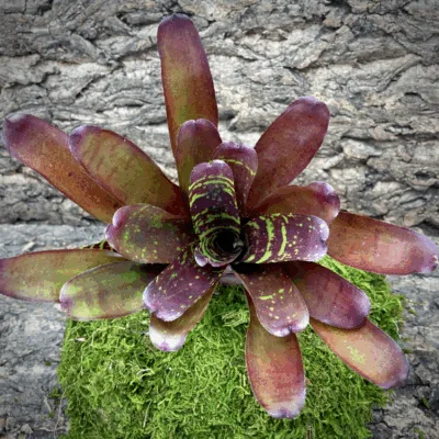 Neoregelia Bromeliad CheckerBoard Top View