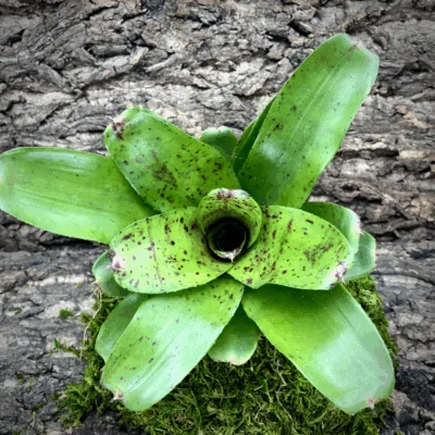 Neoregelia Bromeliad Cranberry Muffin top view