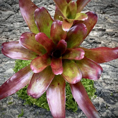 Neoregelia Bromeliad Cup of Magic Paint x Fireball Top View