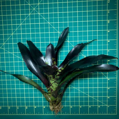 Neoregelia Bromeliad Flashdance Size