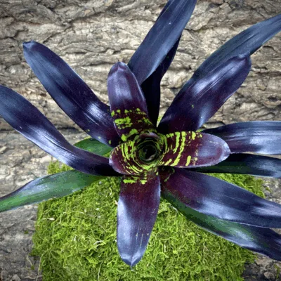 Neoregelia Bromeliad Flashdance Top View