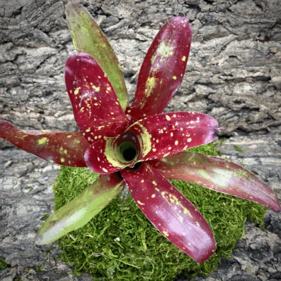 Neoregelia Bromeliad Gespacho Top View