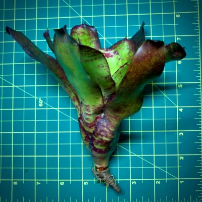 Neoregelia Bromeliad Ghost World Size