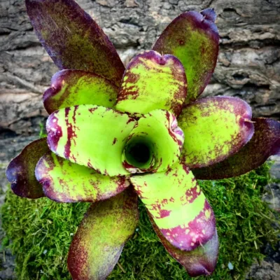 Neoregelia Bromeliad Ghost World Top View