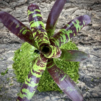 Neoregelia Bromeliad Guacamole Top View