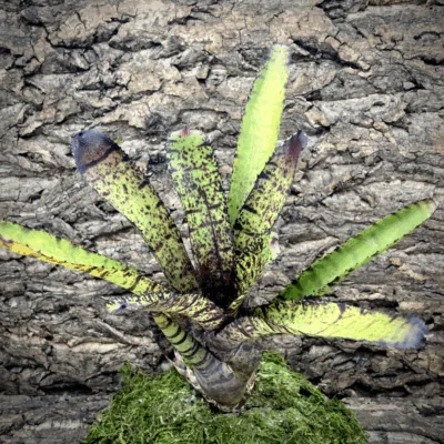 Neoregelia Bromeliad Hannibal Lector (f2)