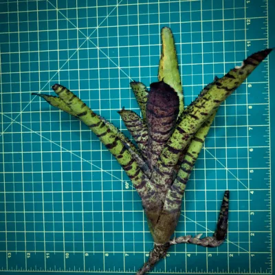 Neoregelia Bromeliad Hannibal Lector (f2) size