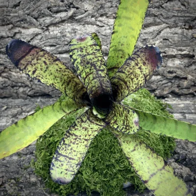 Neoregelia Bromeliad Hannibal Lector (f2) top view