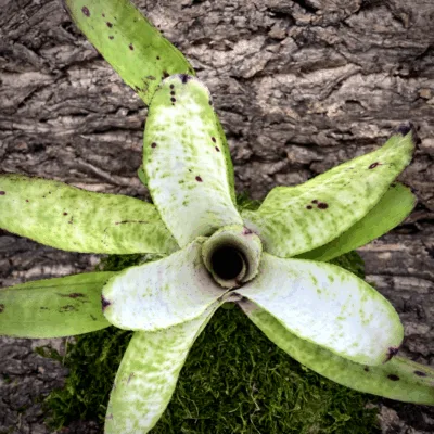 Neoregelia Bromeliad Hatsumi Top View