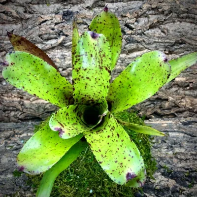Neoregelia Bromeliad KamiKazi x Pauceflora Top View