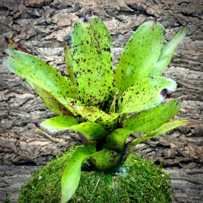 Neoregelia Bromeliad KamiKazi x Pauciflora