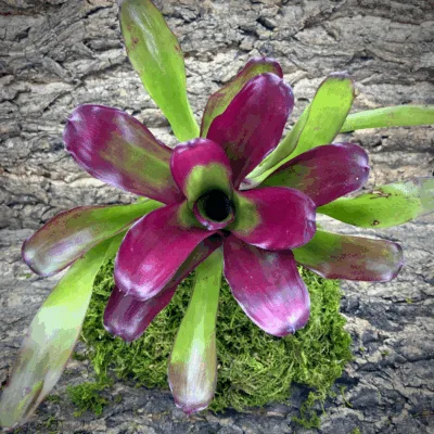 Neoregelia Bromeliad Kathleen x Fireball Top view