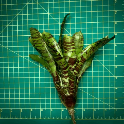 Neoregelia Bromeliad Killer Bee Size