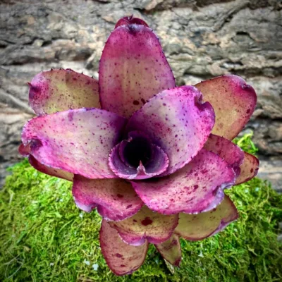 Neoregelia Bromeliad Lavender Frost Top View