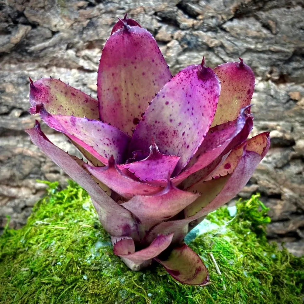Neoregelia Bromeliad Lavender Frost