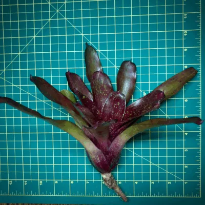 Neoregelia Bromeliad Nosegay (No Varigation) Size
