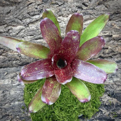 Neoregelia Bromeliad Nosegay (No Varigation) Top View