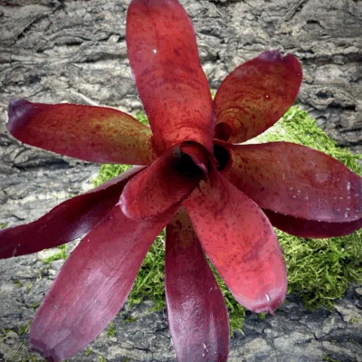 Neoregelia Bromeliad Olens 696 Top View