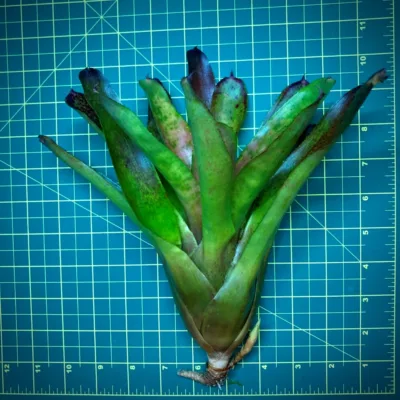 Neoregelia Bromeliad Olens x Ruby Throat Size