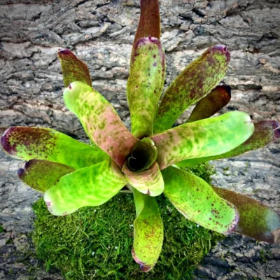 Neoregelia Bromeliad Olens x Ruby Throat Top View