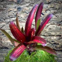 Neoregelia Bromeliad Pimiento