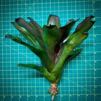 Neoregelia Bromeliad Pop Tart (No Varigation) Size