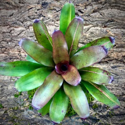 Neoregelia Bromeliad Pop Tart (No Varigation) Top View