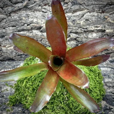 Neoregelia Bromeliad Powerball Top view