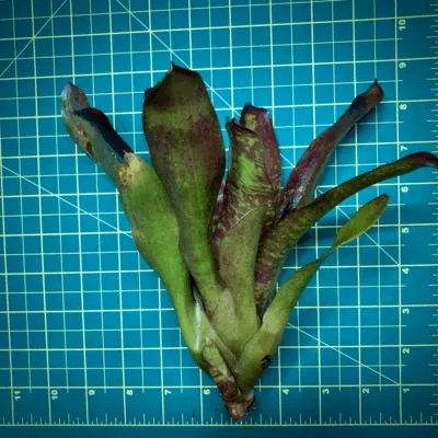 Neoregelia Bromeliad Punahele Size