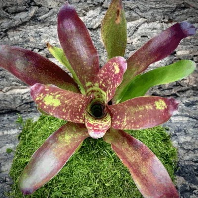 Neoregelia Bromeliad Punahele Top View