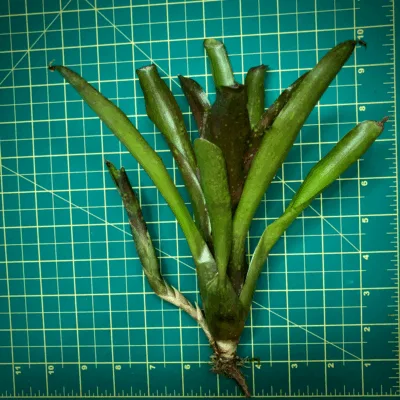 Neoregelia Bromeliad Ruby Throat Size