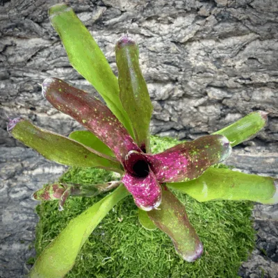 Neoregelia Bromeliad Ruby Throat Top View