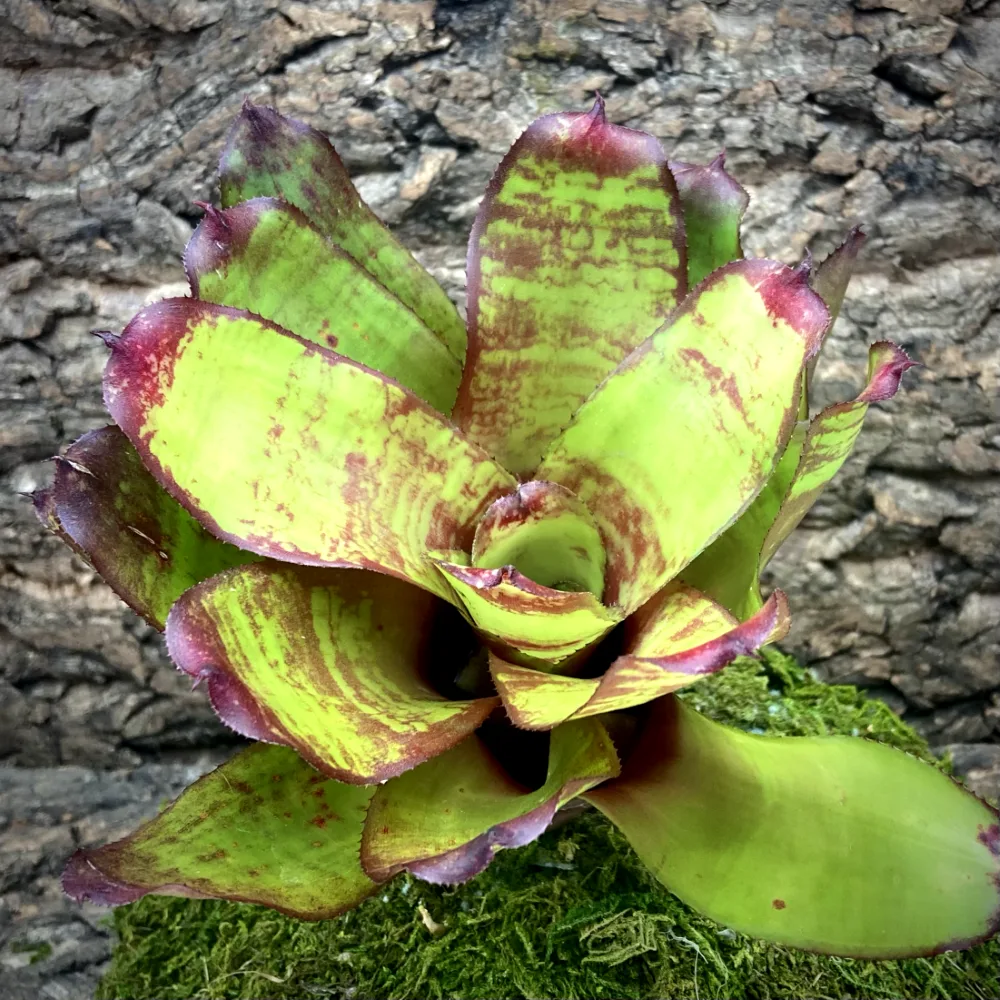 Neoregelia Bromeliad Shep