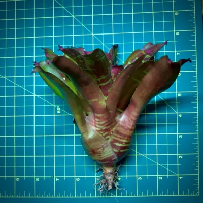 Neoregelia Bromeliad Short Wave Size