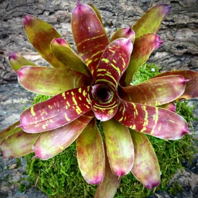 Neoregelia Bromeliad Short Wave Top View