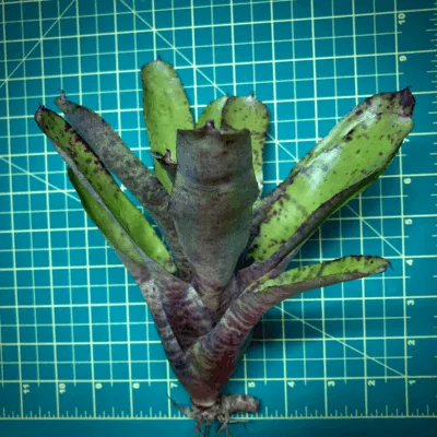 Neoregelia Bromeliad Specktickle Size