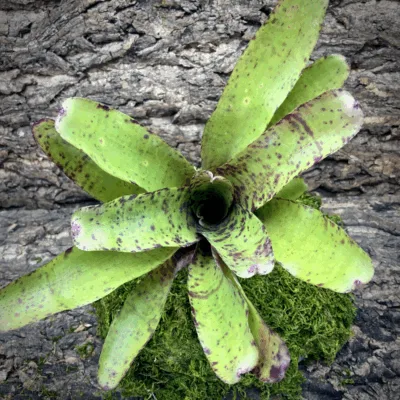 Neoregelia Bromeliad Specktickle Top View
