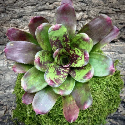 Neoregelia Bromeliad Tweedle Dee Top View