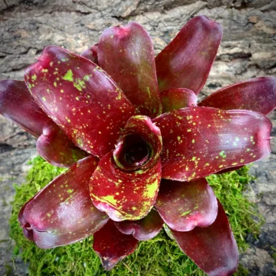 Neoregelia Bromeliad Walking Fire (No Varigation) Top View